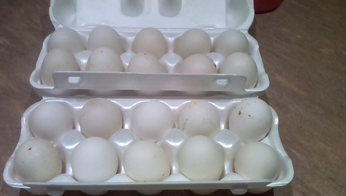 Свежие домашние куриные яйца